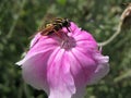 Fly Heliophilus affinis from the family Syrphidae