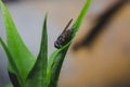 a fly hiding behind a leaf Royalty Free Stock Photo