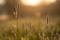 Fly on High Grasses in Spring Morning Light with Misty Background Royalty Free Stock Photo