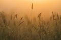 Fly on High Grasses in Spring Morning Light with Misty Background Royalty Free Stock Photo