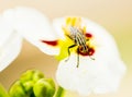 Fly hold on lotus flower Royalty Free Stock Photo