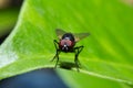 Fly holding on green leaf with close up detailed view. Royalty Free Stock Photo