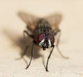 Fly home. macro Royalty Free Stock Photo