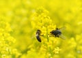 Fly with honey bee on a yellow flower Barbarea vulgaris.