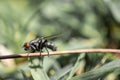 Fly, Housefly, House fly Musca domestica