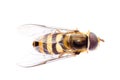 Fly hoverfly Royalty Free Stock Photo