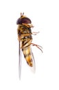 Fly hoverfly Royalty Free Stock Photo