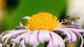 Fly hoverfly detailed macro photography. The hoverfly sits on a purple daisy flower and feeds on pollen. Close-up of an insect Royalty Free Stock Photo