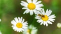 Fly hoverfly macro photography. A hoverfly sits on a chamomile flower. White flowers on a flower bed close-up with copy space Royalty Free Stock Photo