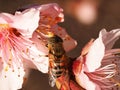 Fly hoverfly on peach blossoms Royalty Free Stock Photo