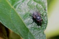 Fly on a Humid night