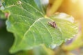 Fly hybridize on mulberry leaf Royalty Free Stock Photo