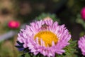 A fly Hylemya vagans sits on a light pink Aster flower.