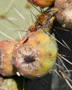 Fly on Nopales or Prickly Pear Cactus fruit or tuna I