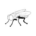 Fly icon. hand drawn doodle style. vector, minimalism, monochrome, sketch. insect, pest, flies