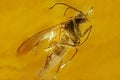 Fly inclusion in natural amber. Micro photography. Royalty Free Stock Photo