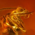 Fly inclusion in natural amber. Micro photography. Royalty Free Stock Photo