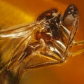 Fly inclusion in natural amber. Micro photography. Royalty Free Stock Photo