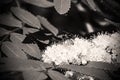 Fly on the inflorescence mountain ash, nature insect plant monochrome