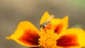 Fly insect bird sits on a bright yellow-red flower. The surface is lit by the bright sun. Macro photo of an insect with Royalty Free Stock Photo