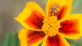 Fly insect bird sits on a bright yellow-red flower. The surface is lit by the bright sun. Macro photo of an insect with Royalty Free Stock Photo