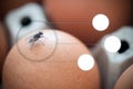Fly insect clutch on egg are carriers of typhoid tuberculosis