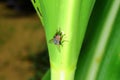 Fly insect on corn leaf