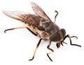 Fly insect isolated on white background