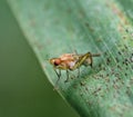 fly insect macro closeup detal