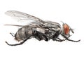 Fly insect macro closeup studio isolated on white background Royalty Free Stock Photo