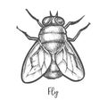 Fly insect sketch or bottle housefly drawing