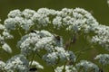 Fly insect on a wild white mountain flower, Central Balkan mountain, Stara Planina Royalty Free Stock Photo