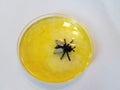 Fly insect in yellow amber in petri dish