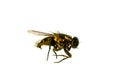 Fly isolated on white background Royalty Free Stock Photo