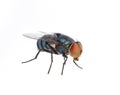 Fly isolated on white background Royalty Free Stock Photo