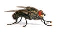 Fly isolatet on the white background Royalty Free Stock Photo