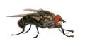 Fly isolatet on the white background Royalty Free Stock Photo