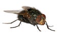 Fly isolatet on the white background Royalty Free Stock Photo