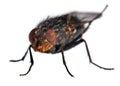 Fly isolatet on the white background Royalty Free Stock Photo