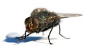 Fly isolatet on the white background Royalty Free Stock Photo