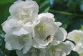 Fly on a jamine flower