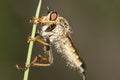 Fly ktyr hornet on the grass