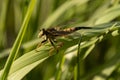 Fly ktyr hornet-like on the leaf Royalty Free Stock Photo