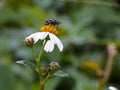 A fly landed on a beautiful white wild flower Royalty Free Stock Photo