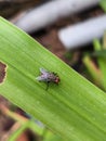 a fly landed on the big green grass Royalty Free Stock Photo