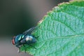Fly, insect, nature Royalty Free Stock Photo
