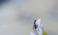 A fly landing on a flower petal Royalty Free Stock Photo