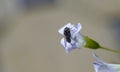 A fly landing on a flower petal Royalty Free Stock Photo