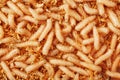 Fly larvae close-up as bait for fishing and medicine. Royalty Free Stock Photo