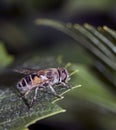 Fly with the Latin name Syrphidae sits on a leaf in the rays of the evening sun, macro Royalty Free Stock Photo